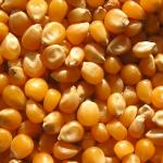 Corn