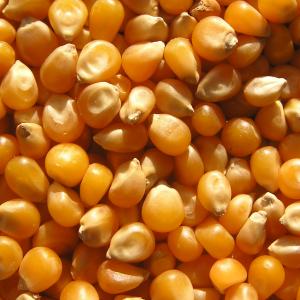 Corn