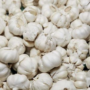 Garlic