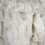 Organic Raw Cotton